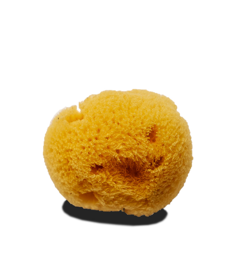 Natural sponge accessory for use with the Blue Monarch Gentle Facial Cleanser, ideal for soft and effective face cleansing.