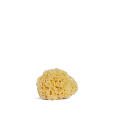 Silk Sea Sponge, BlueMonarch Silk Sea Sponge