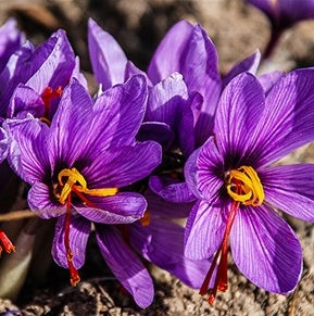 Why You Should Add Saffron to Your Skincare Regimen